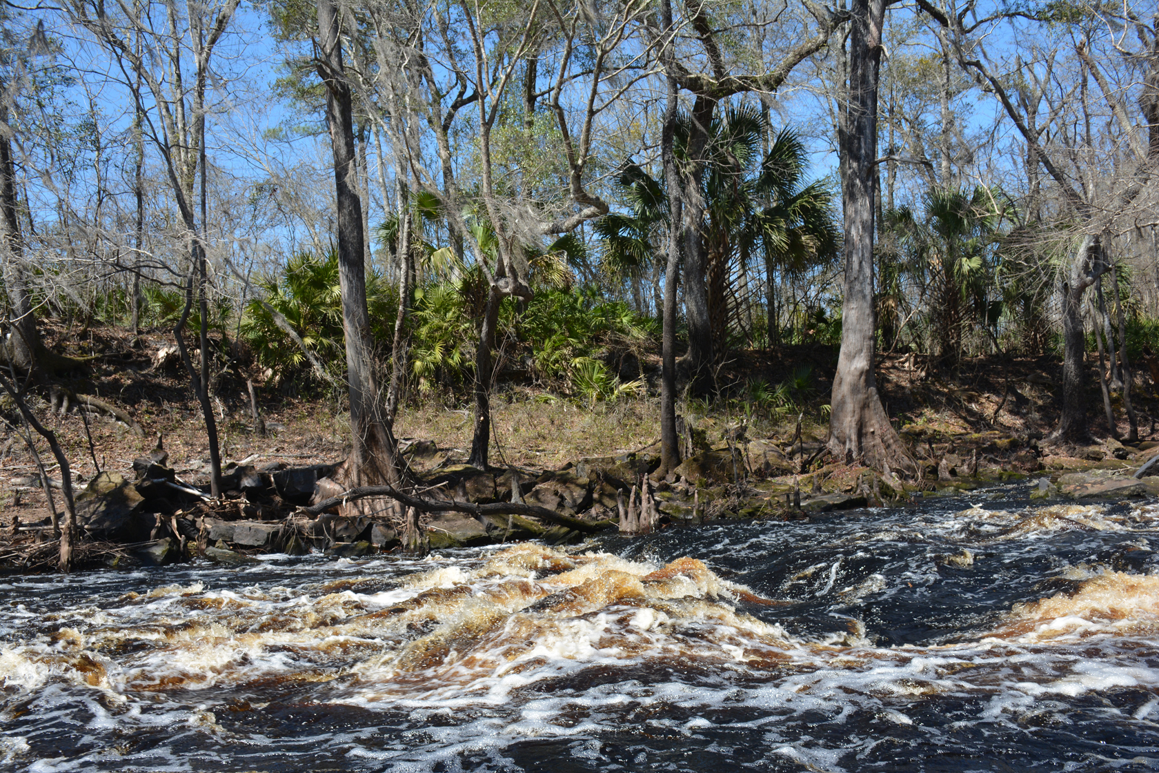 Sendero Florida, río Aucilla