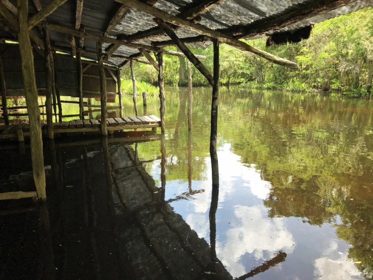 Río Loxahatchee: kayak en un río salvaje y pintoresco en el sur de Florida