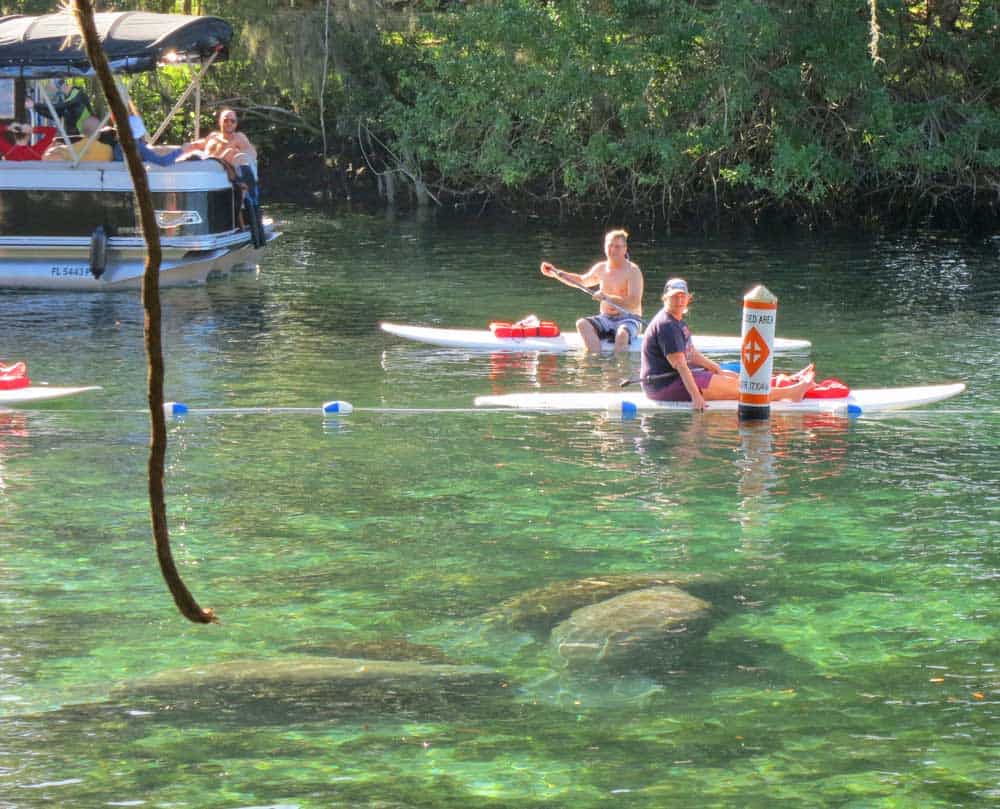 Dónde ver manatíes en aguas de Florida: pruebe estos 18 lugares