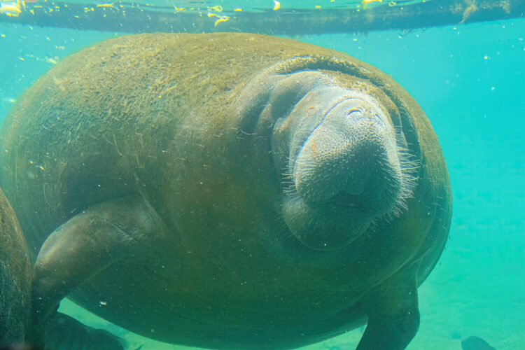 Dónde ver manatíes en aguas de Florida: pruebe estos 18 lugares