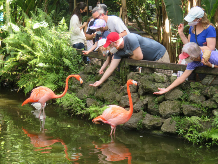 Flamingo Gardens: 4 buenas razones para visitar este oasis en las afueras