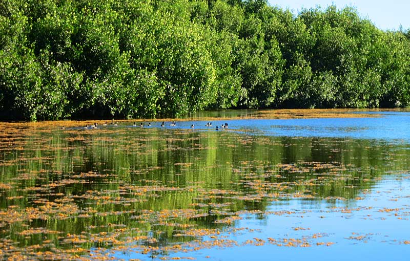 Canoa o kayak Parque Nacional Everglades: Coot Bay y Mud Lake Trail