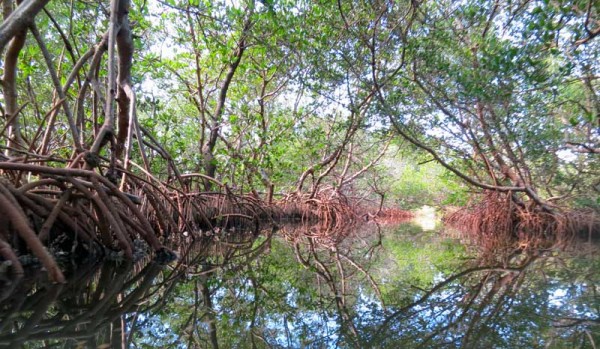 Kayak en Charlotte Harbor: pelícanos blancos y laberintos de manglares