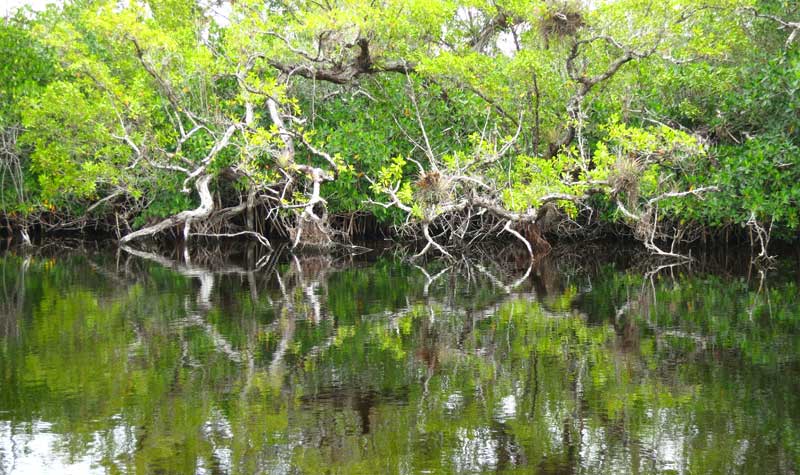 Everglades Kayak Trail: Halfway Creek en Tamiami Trail tiene que ver con las plantas