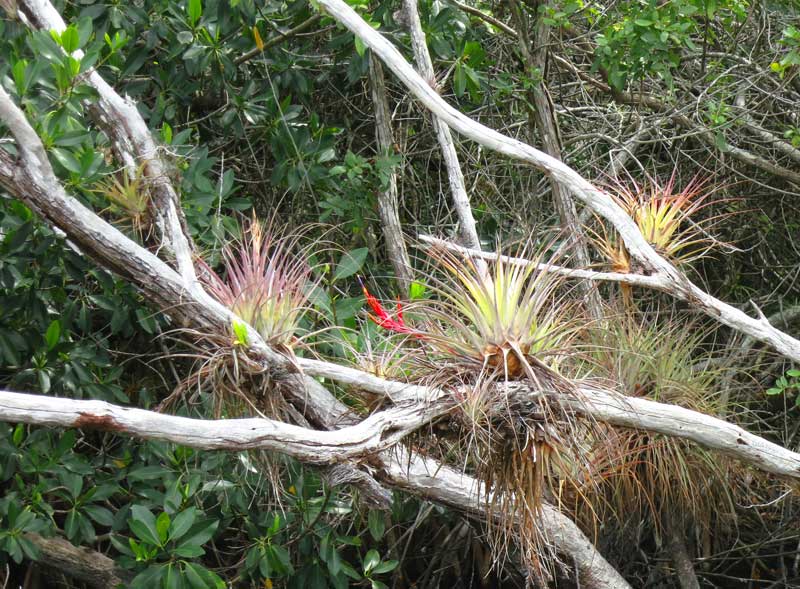 Everglades Kayak Trail: Halfway Creek en Tamiami Trail tiene que ver con las plantas