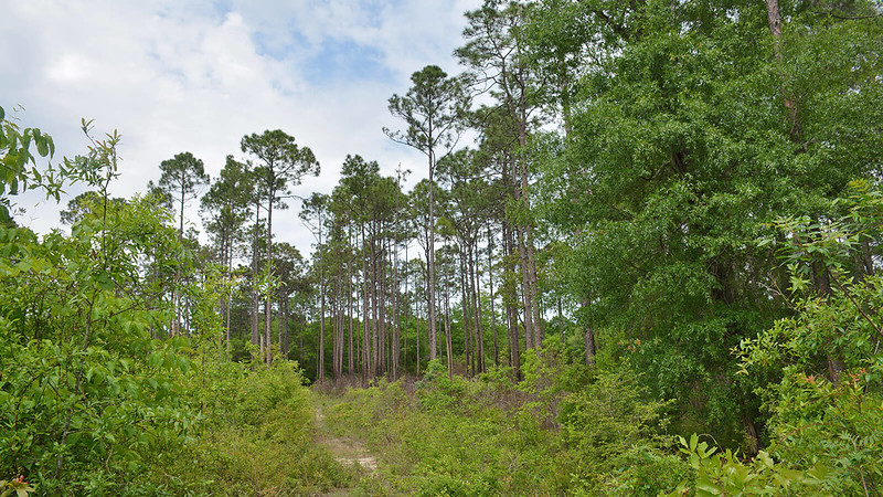 Bosque estatal de troncos de pino