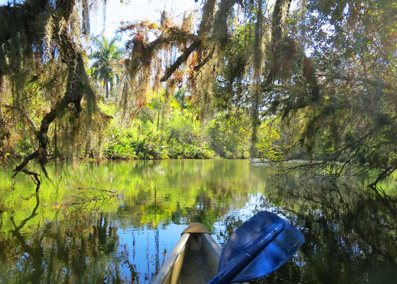 Manatee Park y el río Orange: Ruta en kayak en Fort Myers, ideal para los días de invierno