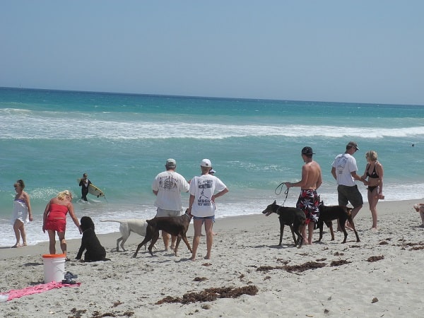 35 playas aptas para perros en Florida