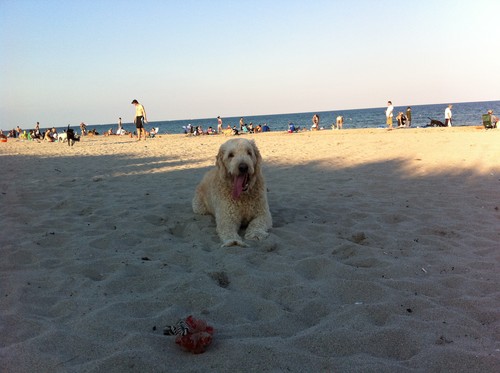 35 playas aptas para perros en Florida