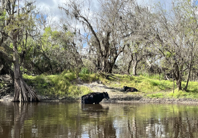 Peace River: el piragüismo es una aventura especial en Florida aquí