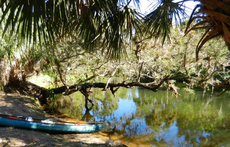 El hermoso Turkey Creek en Palm Bay combina kayak y senderismo