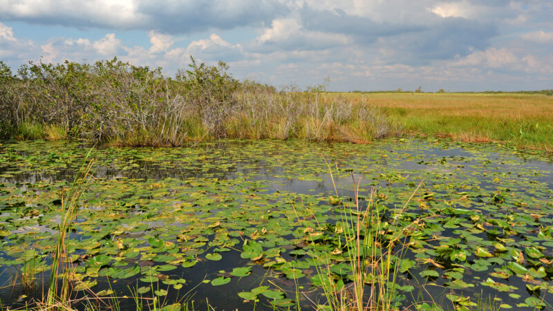 Parque Nacional Everglades