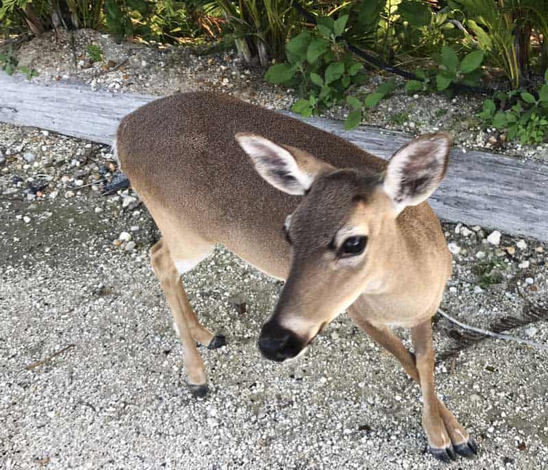 Aprenda dónde ver ciervos de Key en el Big Pine Key Nature Center