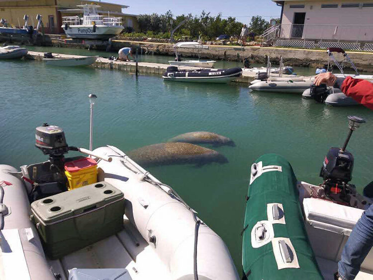 Cosas que hacer en Marathon: el corazón marítimo de los Cayos de Florida Cosas que hacer en Marathon: el corazón marítimo de los Cayos de Florida
