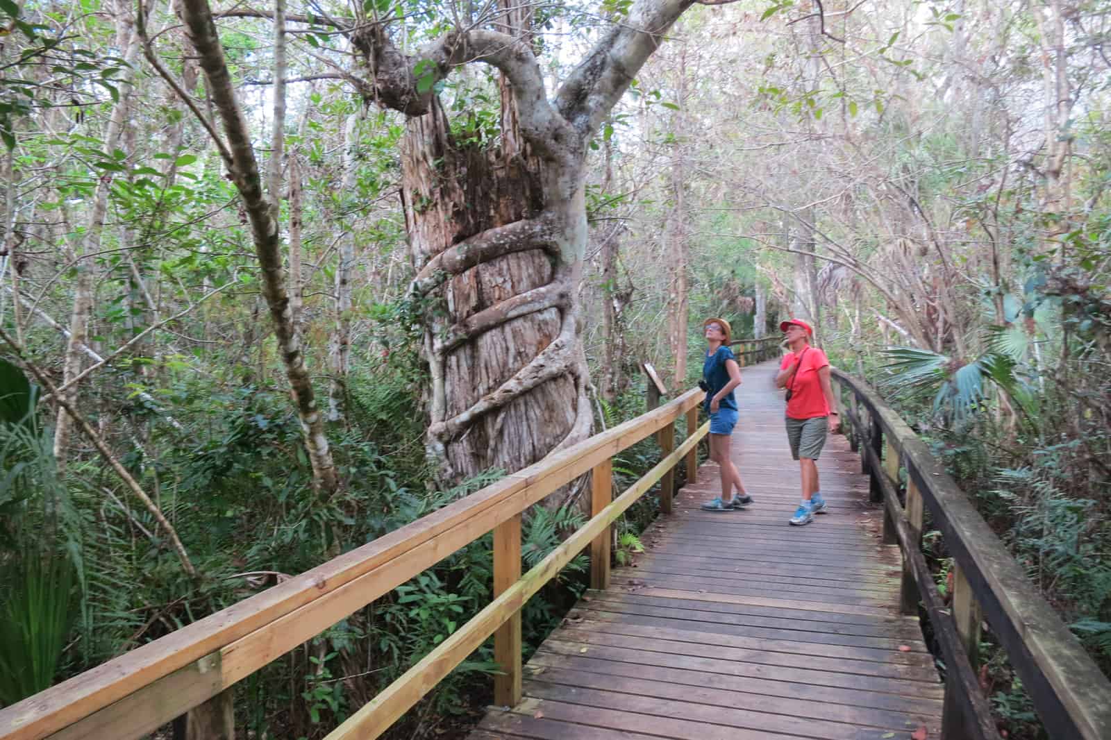 Más de 12 recorridos panorámicos: belleza en las carreteras secundarias de Florida Más de 12 recorridos panorámicos: belleza en las carreteras secundarias de Florida