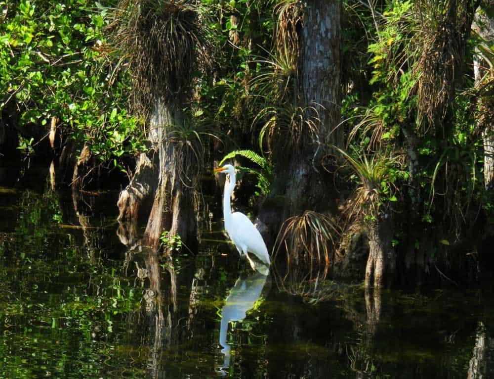 Más de 12 recorridos panorámicos: belleza en las carreteras secundarias de Florida Más de 12 recorridos panorámicos: belleza en las carreteras secundarias de Florida