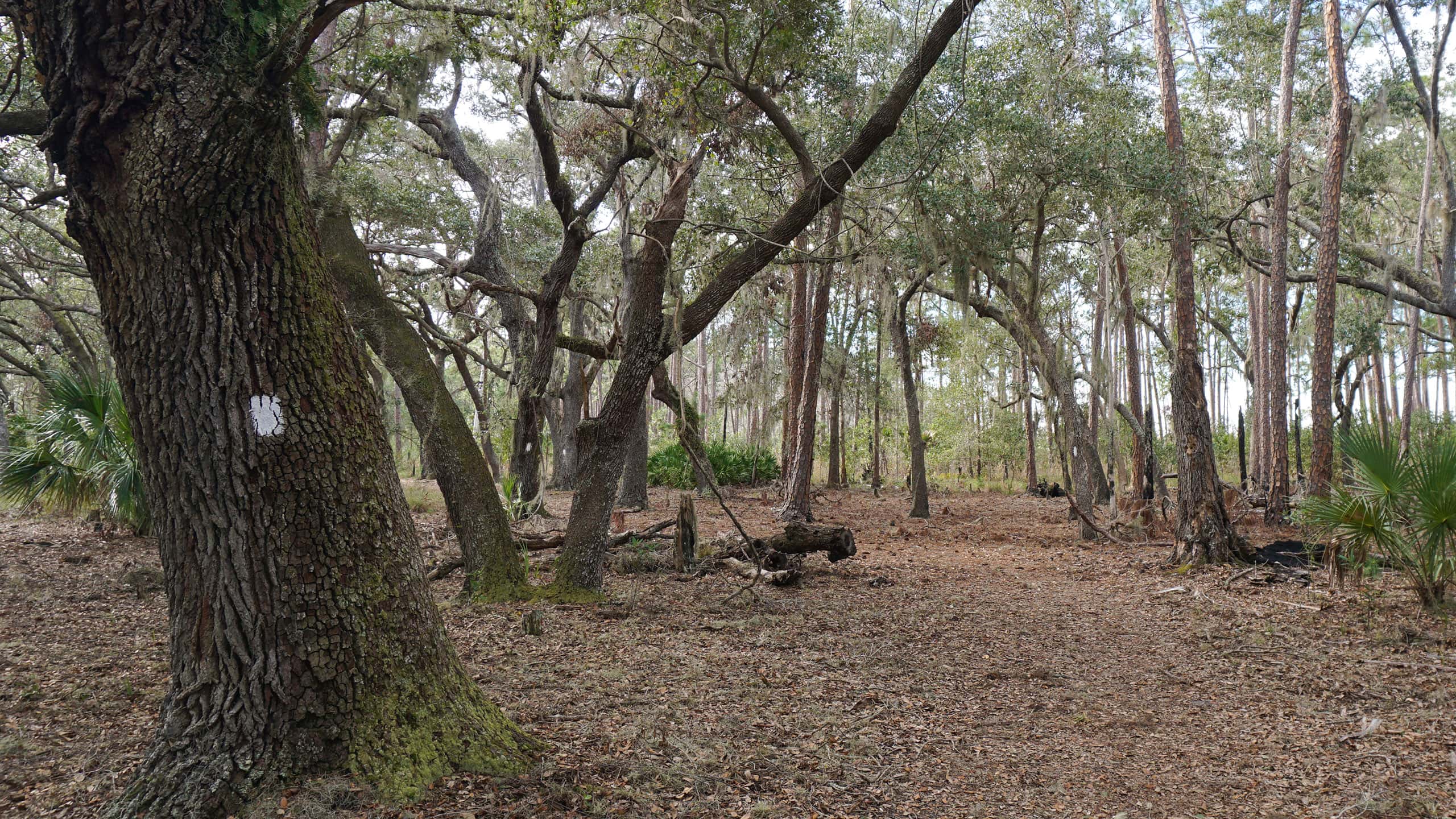 Acampar en Florida