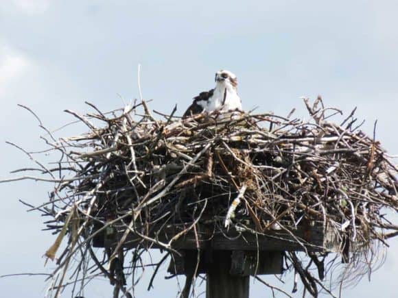 Fuera de lo común en Marco Island: vaya más allá de la piscina de su hotel Fuera de lo común en Marco Island: vaya más allá de la piscina de su hotel