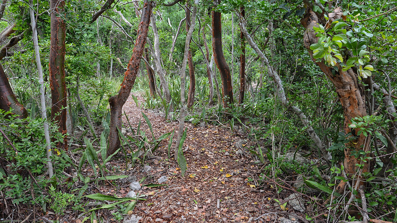 Reserva Natural Hamaca Tortuga Verde