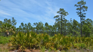 Acampar en Florida