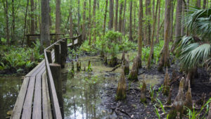 Acampar en Florida