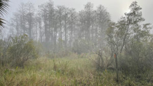 Acampar en Florida