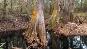 Acampar en Florida