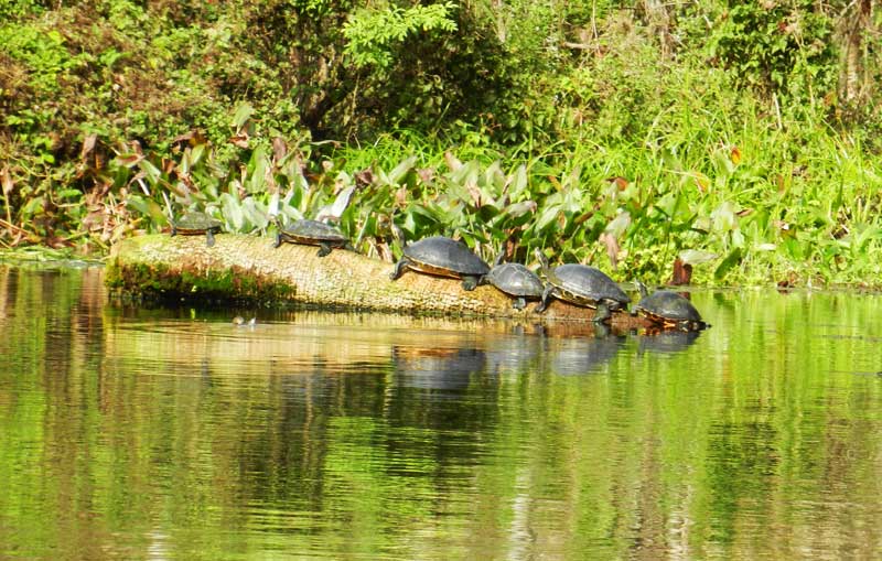 Silver Springs State Park: manantial famoso, cabañas, caminatas e historia