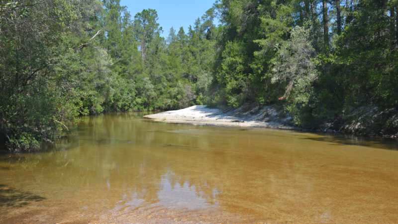 Bosque estatal del río Blackwater