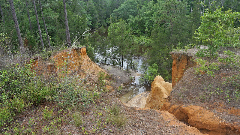 Bosque estatal del río Blackwater