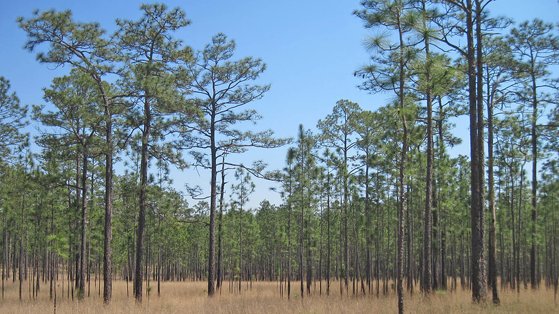 Bosque estatal del río Blackwater