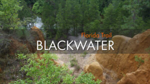 Bosque estatal del río Blackwater