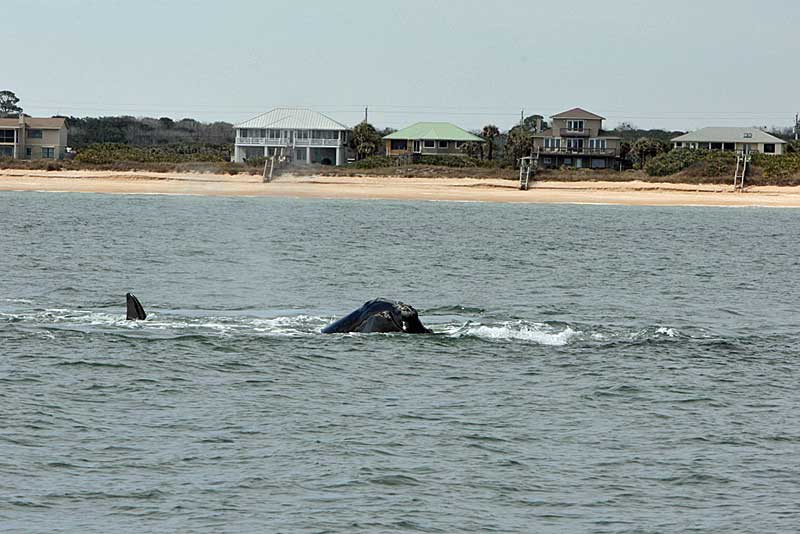 Avistamiento de ballenas en Florida: emociones invernales en la costa noreste con avistamientos en la Costa del Tesoro