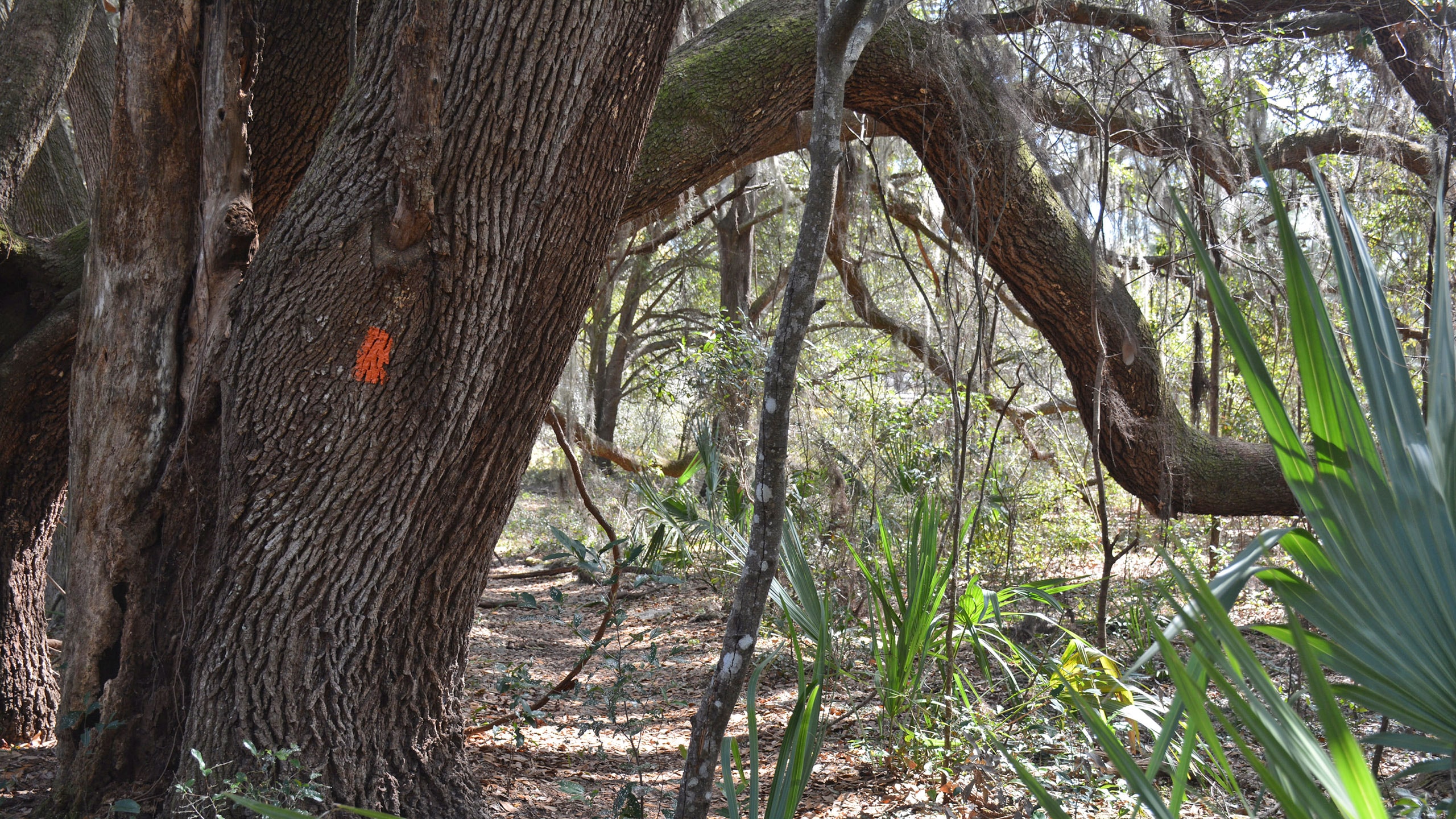 Sendero Florida, Ross Prairie hasta SW 49th Ave Sendero Florida, Ross Prairie hasta SW 49th Ave