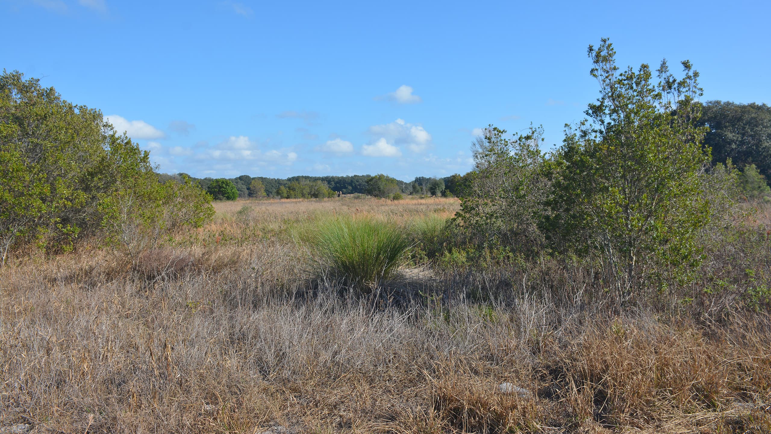 Sendero Florida, Ross Prairie hasta SW 49th Ave Sendero Florida, Ross Prairie hasta SW 49th Ave