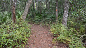 Sendero Florida, Ross Prairie hasta SW 49th Ave Sendero Florida, Ross Prairie hasta SW 49th Ave