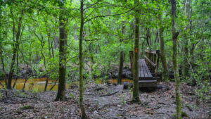 Bosques nacionales en Florida
