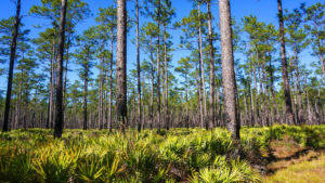 Bosques nacionales en Florida