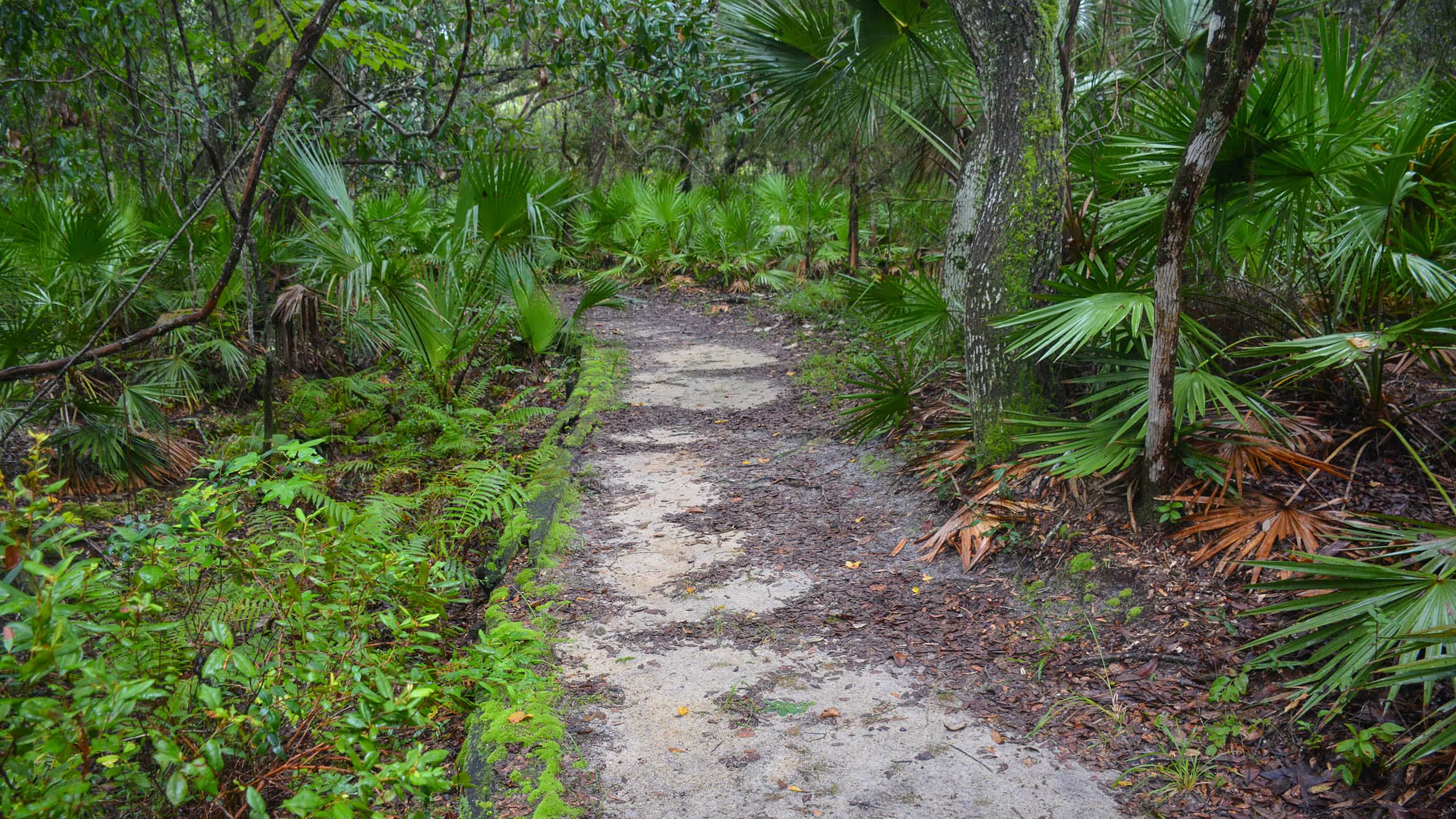Bosques nacionales en Florida