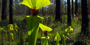 Bosques nacionales en Florida