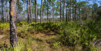 Bosques nacionales en Florida