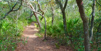 Bosques nacionales en Florida