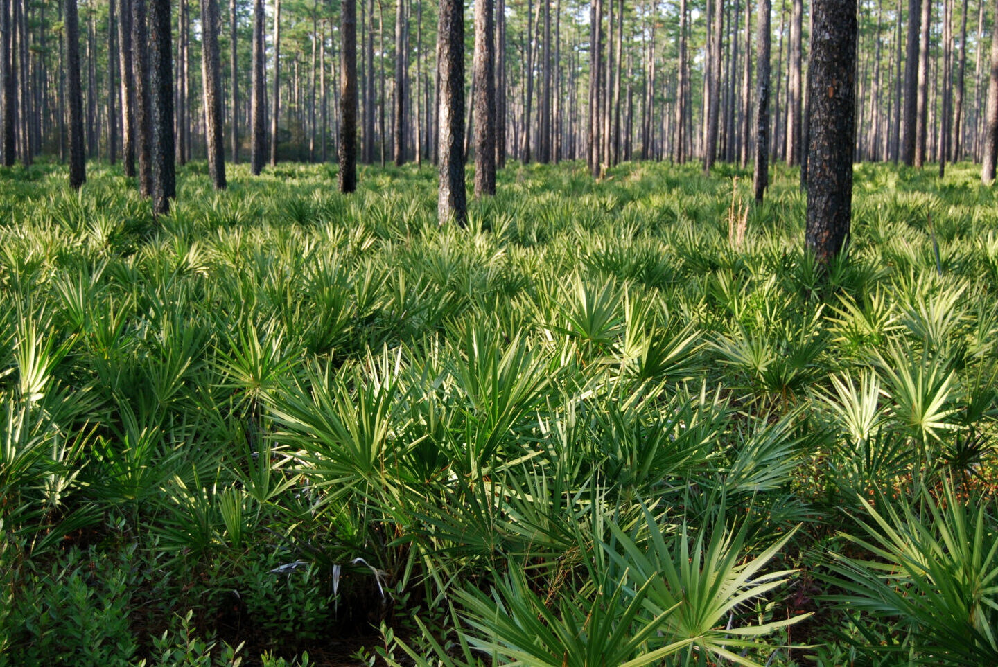 Bosques nacionales en Florida
