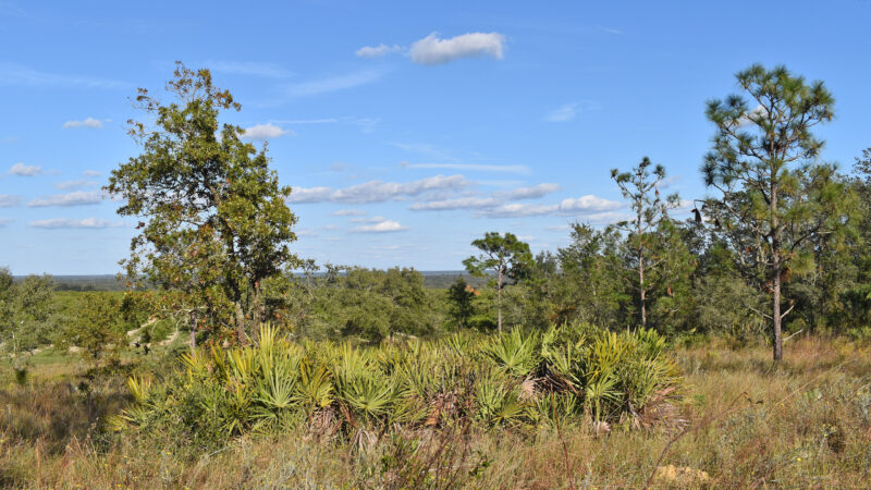 Jardines de la torre Bok