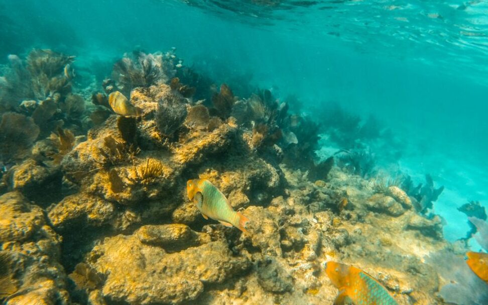 Parque estatal de arrecifes de coral John Pennekamp