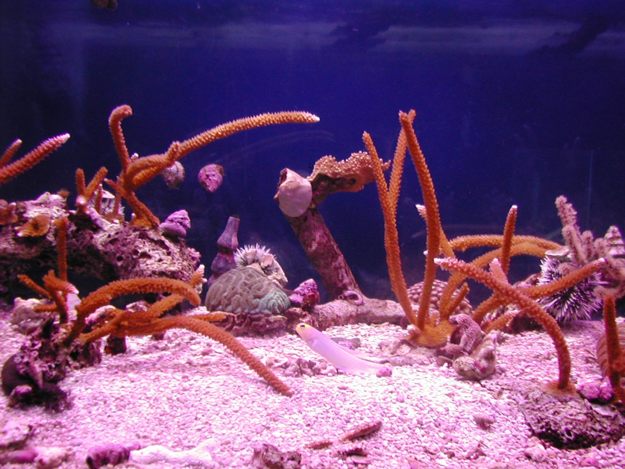 Parque estatal de arrecifes de coral John Pennekamp