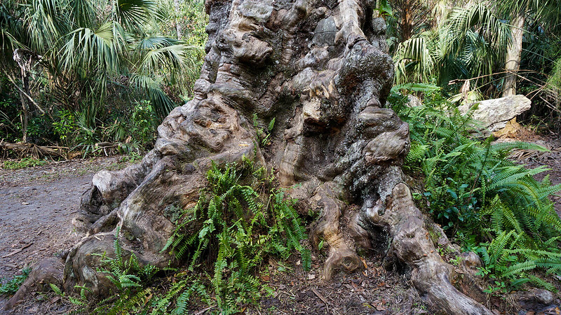 Parque estatal Highlands Hammock Parque estatal Highlands Hammock