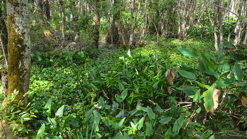 Parque estatal Highlands Hammock Parque estatal Highlands Hammock