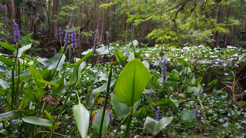 Parque estatal Highlands Hammock Parque estatal Highlands Hammock