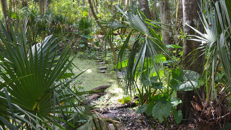 Parque estatal Highlands Hammock Parque estatal Highlands Hammock